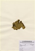 藏品(日本石蓴)的圖片